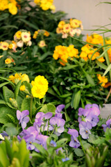 blumen auf dem balkon  frühling