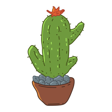 Cactus in pot vector cartoon illustration isolated on white background.