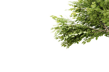 Tree branch with green leaf isolated on transparent background, 3d render illustration.