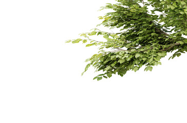 Tree branch with green leaf isolated on transparent background, 3d render illustration.