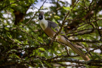 Bird in a tree