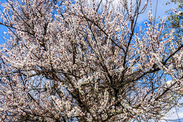 Branches of the blossoming  apricot tree on spring