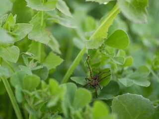 A small gray-brown spider hid among the fresh juicy grass on a sunny spring day. A predatory arthropod hunts in a meadow. The spider-like creature demonstrates chelicerae and pedipalps.