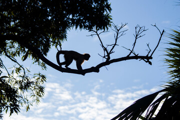 This kind of ape is very rare in Brazil.