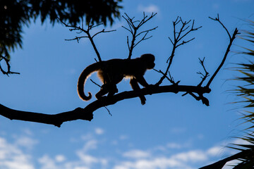 This kind of ape is very rare in Brazil.