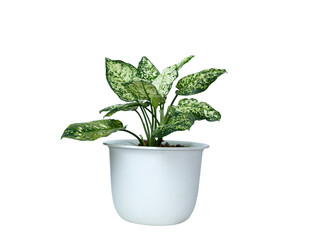 Aglaonema foliage, or Spring Snow Chinese Evergreen plant in white pot isolated on transparent background. Houseplant care concept. Indoor plant.