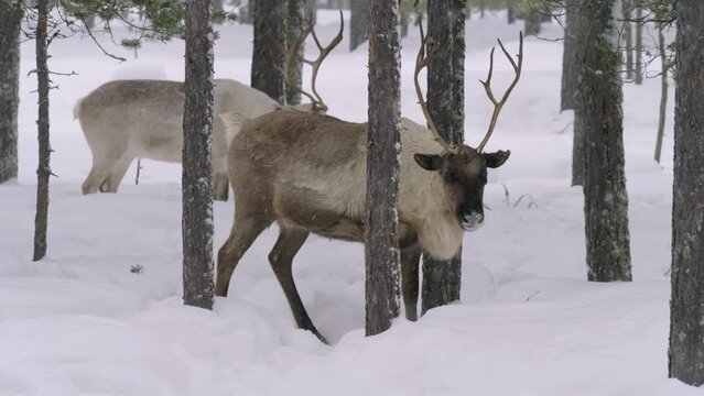 Western Siberia, a herd of reindeer in the winter forest.