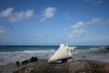 Big seashell on the coral beach on the seascape background. Seascape. 