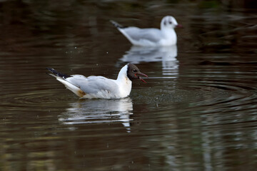 Gaviota reidora en pareja macho y hembra nadando en el estanque del parque (Chroicocephalus ridibundus)