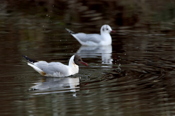 Gaviota reidora en pareja macho y hembra nadando en el estanque del parque (Chroicocephalus...