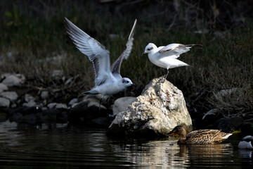 Gaviota reidora peleando en vuelo (Chroicocephalus ridibundus)