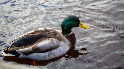 Schwimmende Ente