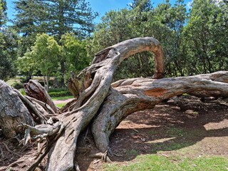 Gnarled tree in summer park 03