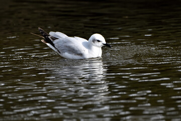 Gaviota reidora en el agua del estanque (Chroicocephalus ridibundus)