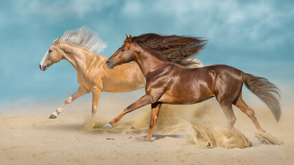 Two beautiful horse with long mane run in desert