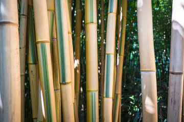 bamboos in a bamboo forest