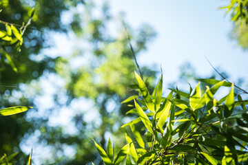 bamboos in a bamboo forest