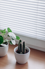 Small cactus and pilea against the background of the blinds, top view.