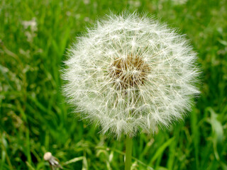 Common Dandelion Flower (Taraxacum). Beautiful bright plant blooming on a sunny summer day.