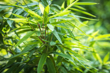 Fototapeta premium bamboos in a bamboo forest