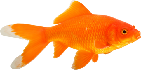 Brightly colored Goldfish type called a comet