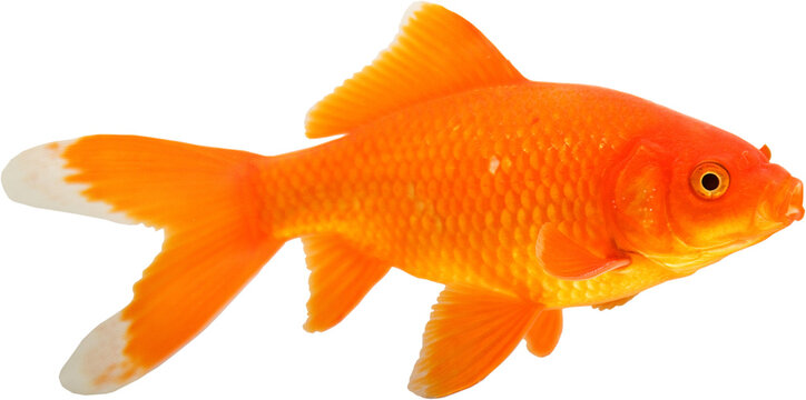 Brightly colored Goldfish type called a comet