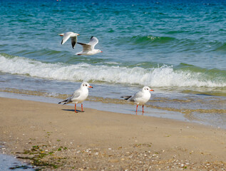 Seagulls on the shores of the Chorny Sea are peacefully pacing the coast of a close -up -grade