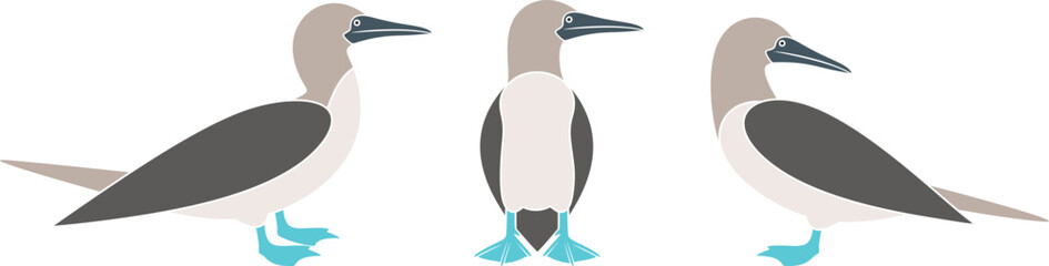 Booby logo. Isolated booby on white background. Gannet