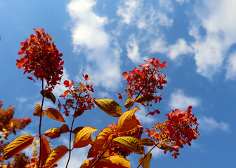 Red Hydrangea flowers in the garden. Beautiful plant blooming on a sunny summer day.