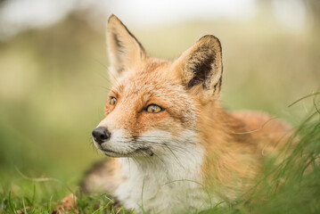 Close up of a beautiful cute fox with open eyes lying down in the grass
