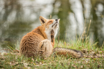 Beautiful wild fox with itch and scratching his neck, sitting in the grass during autumn.
