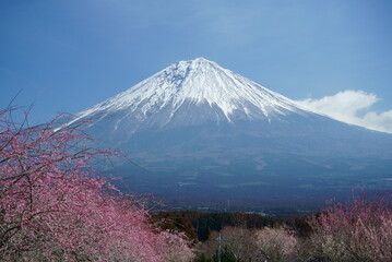 Fototapeta premium Cherry blossoms are a sign of spring