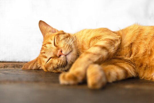 portrait of adorable ginger cat - sleeping red tabby kitten  