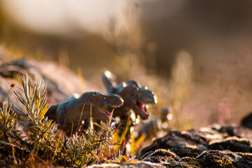 a couple of tyrannosaurus rex in the wild during the cretaceous