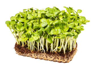 Growing microgreens. Green shoots of a sunflower, isolate on a white background