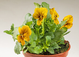 Close-up of an ornamental pansy plant in a container ready for spring planting