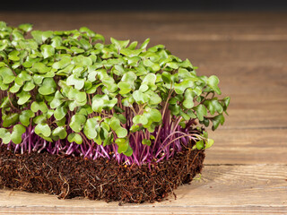 Growing microgreens. Young shoots of cabbage, ready to eat, on a wooden table. Rustic style,close up