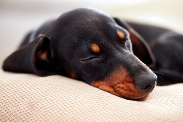 Portrait of cute young dachshund dog puppy sleeping.