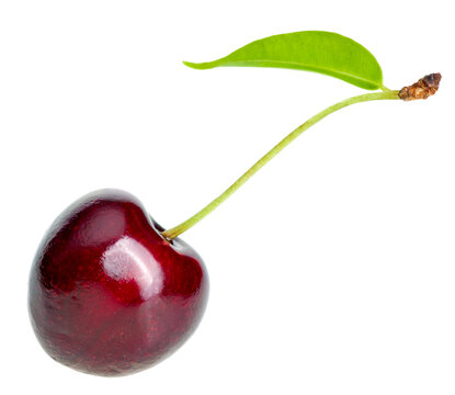 Single sweet cherry on white background