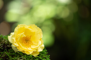 Yellow rose on nature bokeh background.