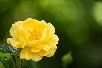 Yellow rose on nature bokeh background.