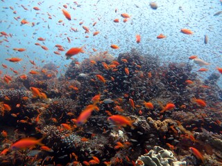 Red Sea fish and coral reef in Egypt