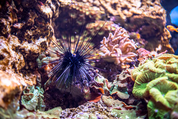 Black long spine urchin at coral reef. Diadema setosum is a species of long-spined sea urchin belonging to the family Diadematidae. - 577950808