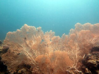 Naklejka na ściany i meble Sea fan soft coral reef
