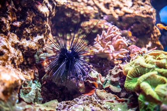 Black long spine urchin at coral reef. Diadema setosum is a species of long-spined sea urchin belonging to the family Diadematidae.