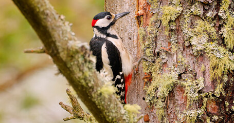 Great spotted woodpecker bird on a tree looking for food. Great spotted woodpecker (Dendrocopos...