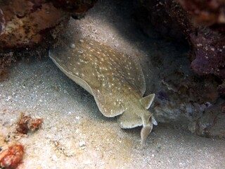leopard torpedo ray fish