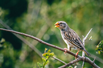 Red-billed quelea bird sitting on stick in nature