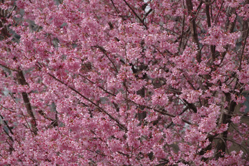 東京の赤坂6丁目のおかめ桜