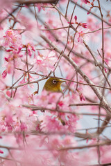 東京の赤坂6丁目のおかめ桜とメジロ